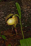 Kentuckey lady's slipper